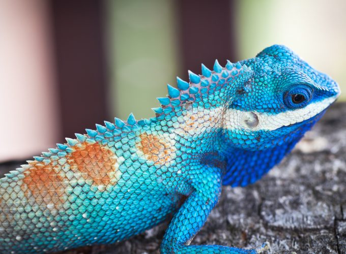 Wallpaper Lacerta viridis, Blue iguana, tree, nature, reptiles, animal, lizard, Animals 282561259